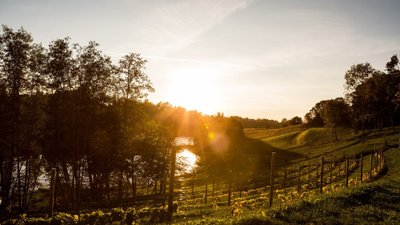 Murimäe veinikeldrist näed järve ja viinamarjaterrasse.
