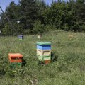 Türi vallas varastati viis mesilastaru koos mesilastega