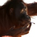 Indoneesia loomaaia suitsetav orangutan viidi väiksele saarele võõrutusravile