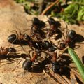 Sipelgate poolt puretud Iisaku vaatetorni pääseb taas augusti keskpaigast