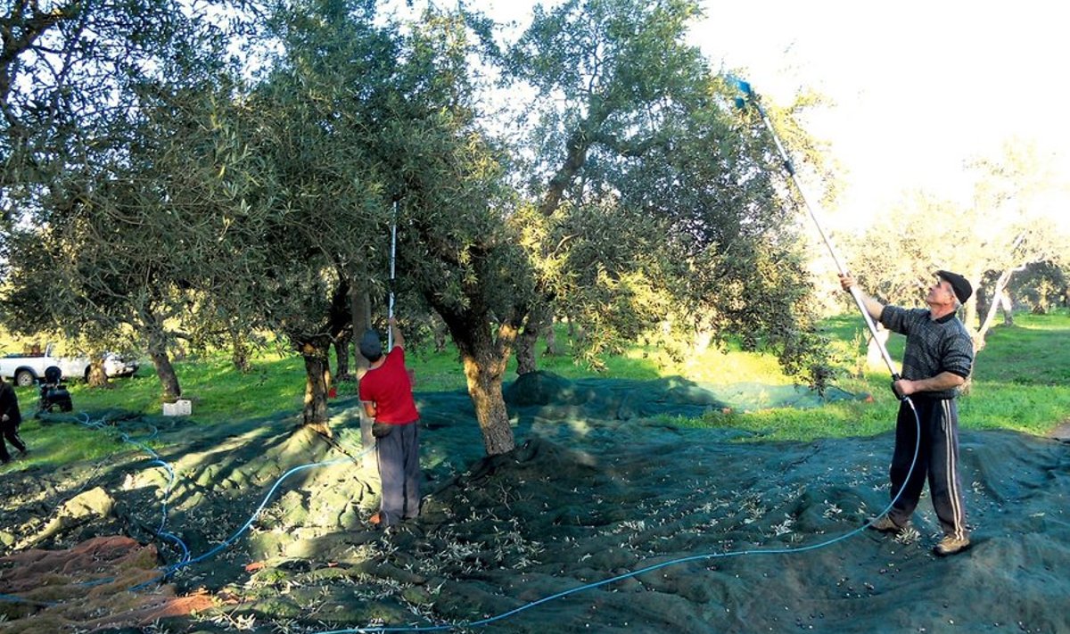 Oliive korjatakse kuiva ja päikeselise ilmaga. 