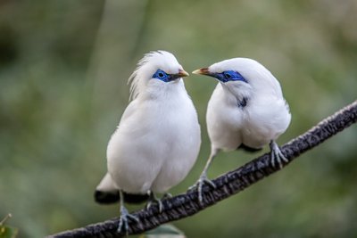 Valge-kuldnokkade paar,