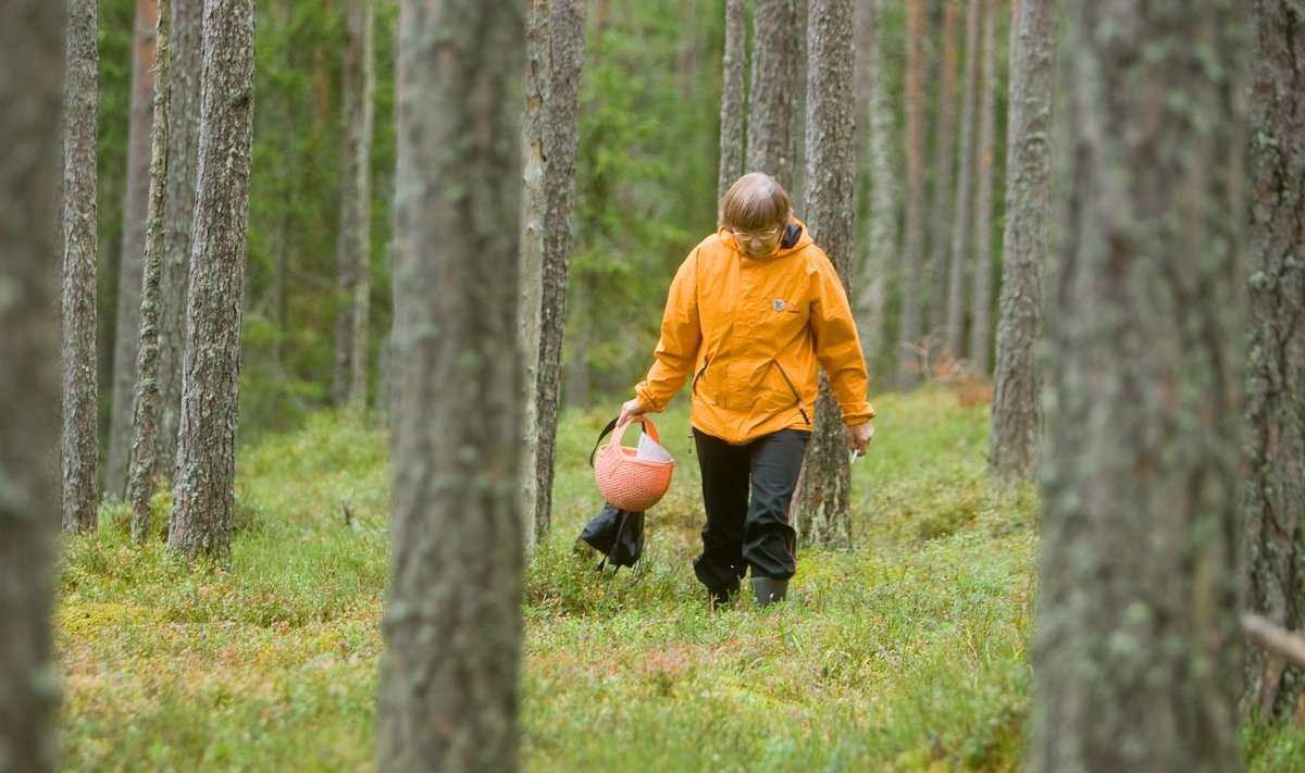 Päris igast metsast ei tohigi seeni korjata.