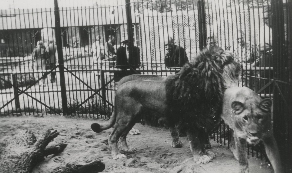SURMAVALT OHTLIK: Lõvi Zappik (vasakul) Tallinna loomaaias mõni aasta pärast taltsutaja skalpeerimist.