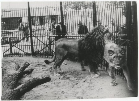 SURMAVALT OHTLIK: Lõvi Zappik (vasakul) Tallinna loomaaias mõni aasta pärast taltsutaja skalpeerimist.
