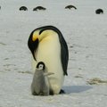 Maailma üks olulisemaid keiserpingviinide kooloniad on sisuliselt kadunud: hukkus pea kogu järelkasv