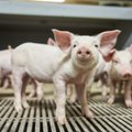 Ettevaatust! Sealiha ostmine Eestist võib Soomes viia trellide taha