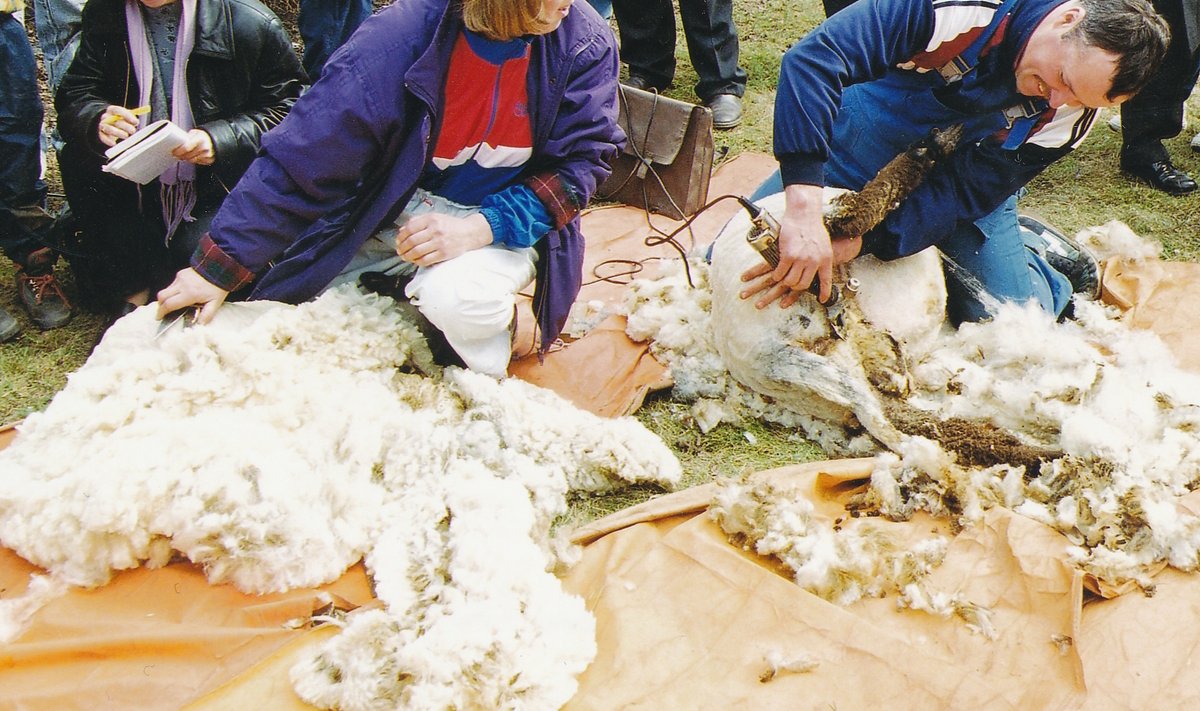 Lääne-Eestis ja saartel oli pärtlipäev ka lambaniitmise päev.