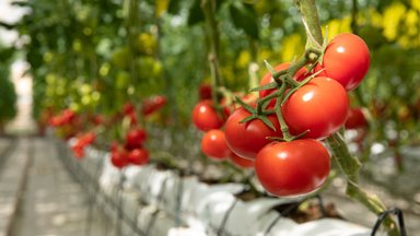 Unistad priskest tomatisaagist? Siin on sulle hüva nõu tomatite kasvatamiseks