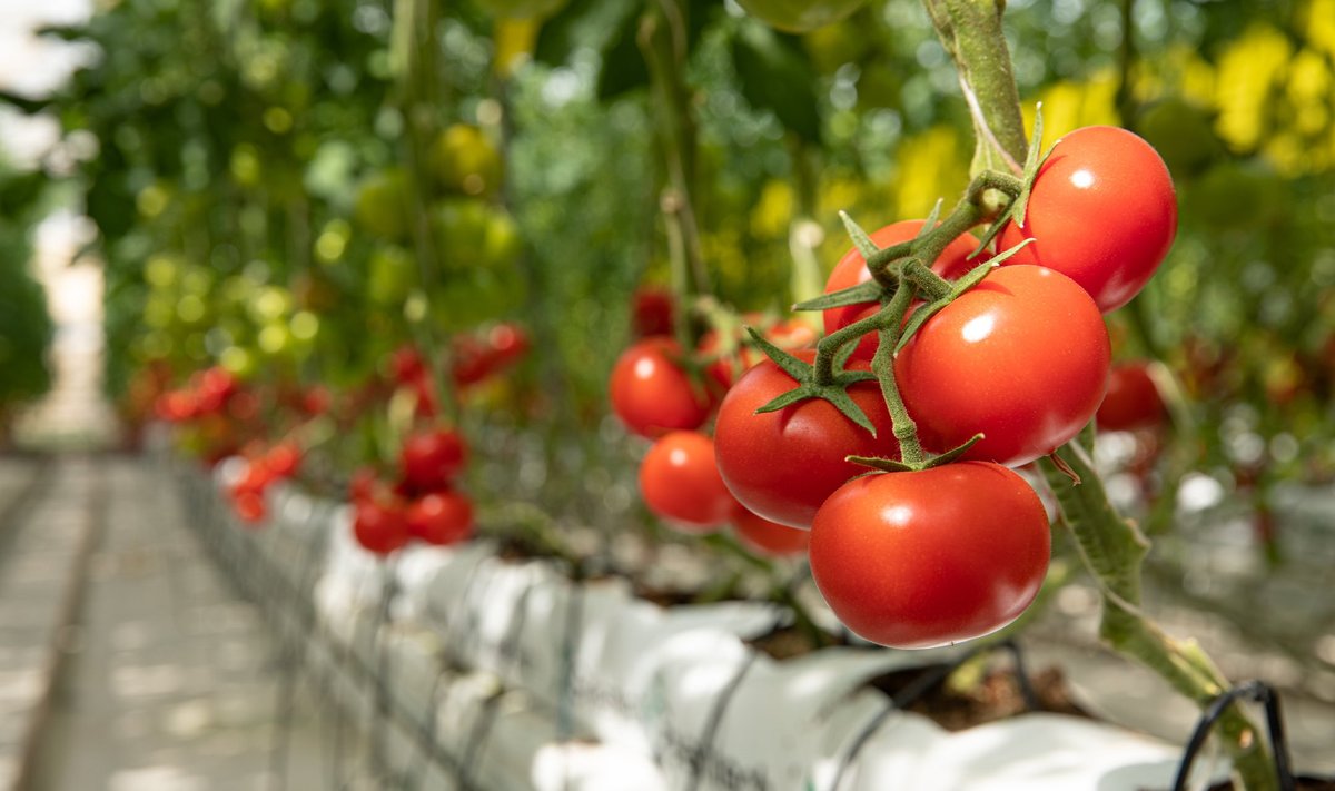 Tomatitaimed vajavad rammusat kasvupinnast ja piisavalt valgust.