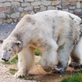 Белый медведь Норд как инструмент российской пропаганды