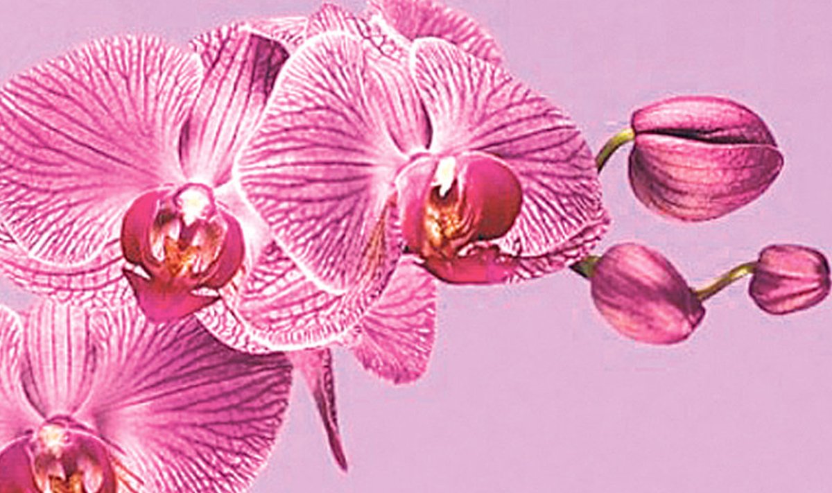 Värvidest olla tänavune hitt armas orhideekarva roosa,  värvikoodi järgi Pantone Radiant Orchid 18-3224.