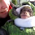 VIDEO: Vaata, kuidas ahvipoiss inimlapsele mõeldud kombekas ringi tatsab!