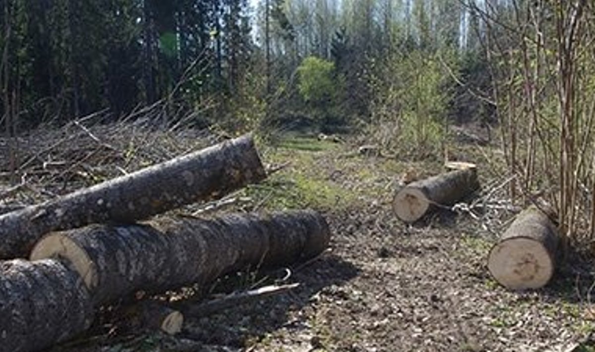 Lõunatipu loodusrajal maha võetud jäme haavapuu, mille kohta looduskaitsjad arvasid, et see võis olla lendorava pesapuu.