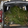 Многие малообеспеченные семьи Таллинна получат новогодние елки бесплатно