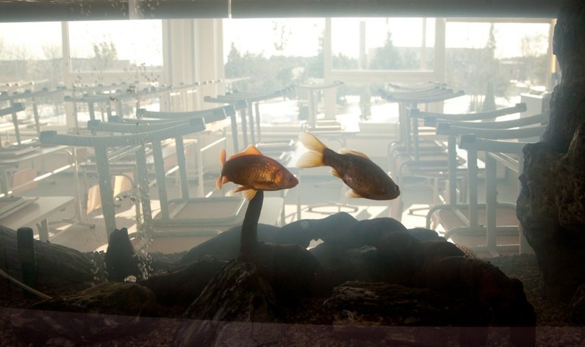Nii näevab kalad tühja bioloogiaklassi (Foto: Irina Mägi)