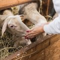 Me oleme linnast, me ei maksa! Külastajad jäävad loomi pidavatele hobitalunikele jultunult võlgu