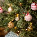 Firma jõulupidu dekoreeriti 100 kuusepuuga. Ekspert: tuleks vältida väärtuslike puude raisku minemist