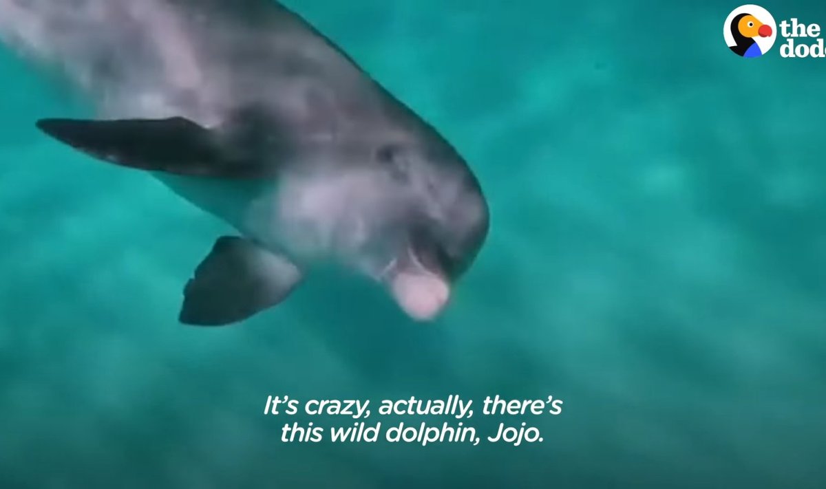 Delfiin Jojo