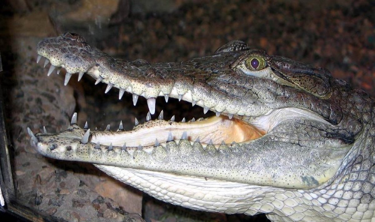 Niiluse krokodill
