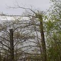 ФОТО и ВИДЕО DELFI: В Какумяэ срубили верхушки деревьев для улучшения вида с частной территории