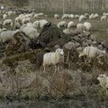Mustjalas murti lambaid
