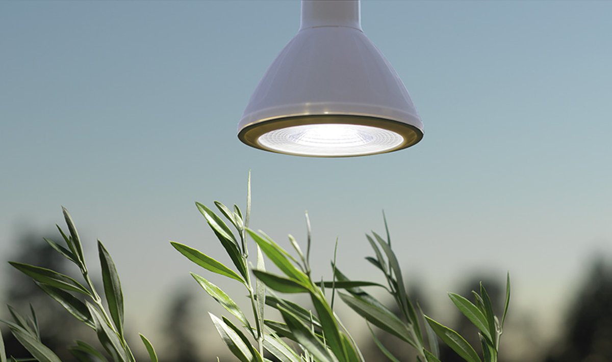 Taimelampe pakutakse ka LED-valgustitena.