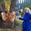 Дерево или жизнь? Упавшие ветки ивы чуть не убили людей, но власти не дают рубить опасные деревья