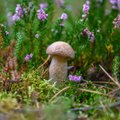 Лесные грибы в собственном саду: мечта или реальность?