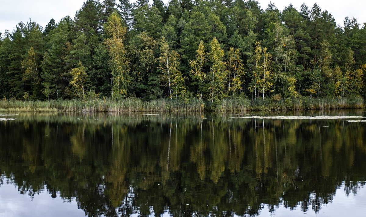 Ametlike andmete kohaselt on Eesti metsasus 51% ja metsast 17,6% rangelt kaitstav.