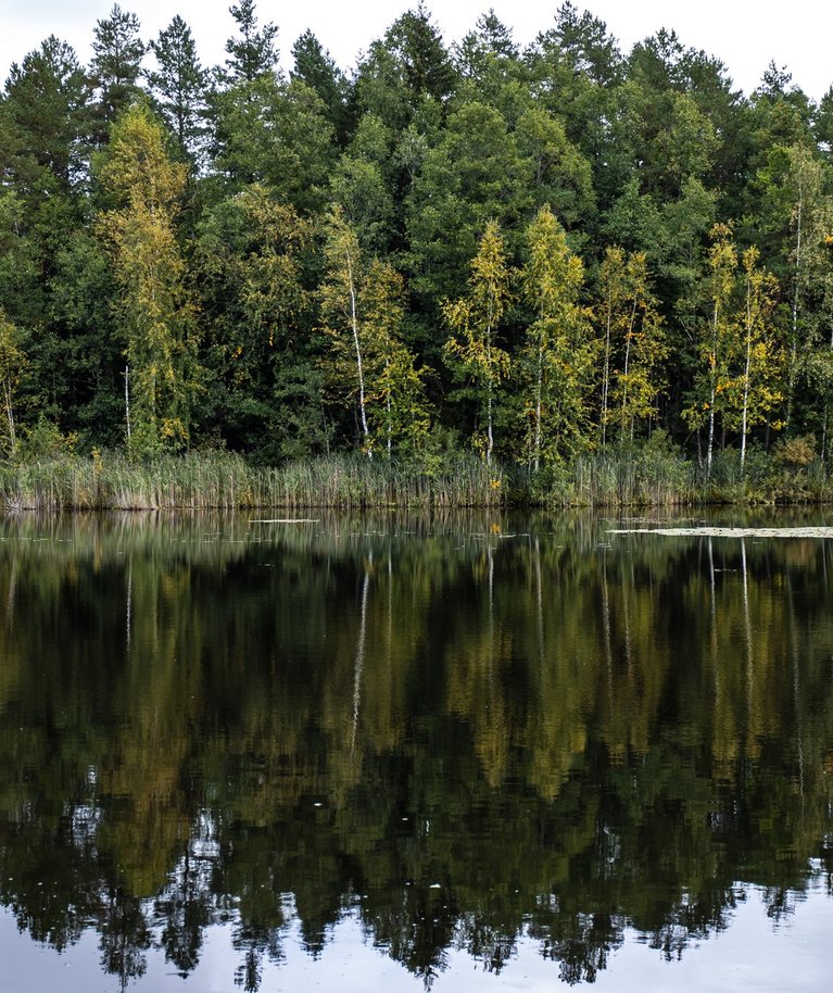 Metsamaa osakaal on veidi üle 51 protsendi; kui jätta välja suuremate järvede pindala, siis üle 53 protsendi.
