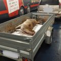 „Jahimeeste kogukond on šokis ja nördinud.“ Kuivastu-Virtsu parvlaeval avanes õõvastav vaatepilt