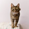 Приют для котов MTÜ Kassi Elu ищет героев среди нас: спасите жизни и подарите дом котикам!