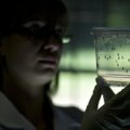 Brasiilia kuulutab Zika-sääskedele radioaktiivse sõja