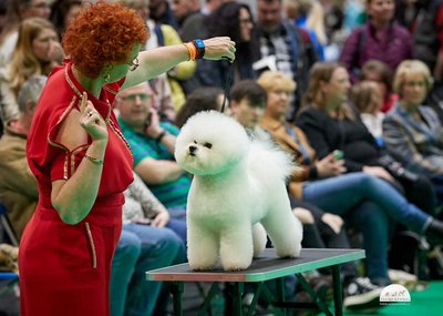 Janita J.Plunge ja käharakarvaline bichon Tauro Misoko.