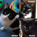 Tomsi, Miska ja Kaspari lugu | kolm isemoodi kassipoissi otsivad endale hoiukodu