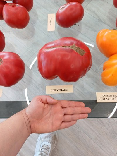 Kõige suurem tomat oli väljasirutatud käelaba laiune.
