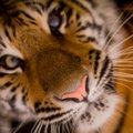 ÜRITUS | Loomaaed ja Ameerika saatkond kutsuvad põnevale kinoõhtule