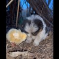 NUNNU VIDEO | Kana võtab kutsika sõna otseses mõttes oma tiiva alla