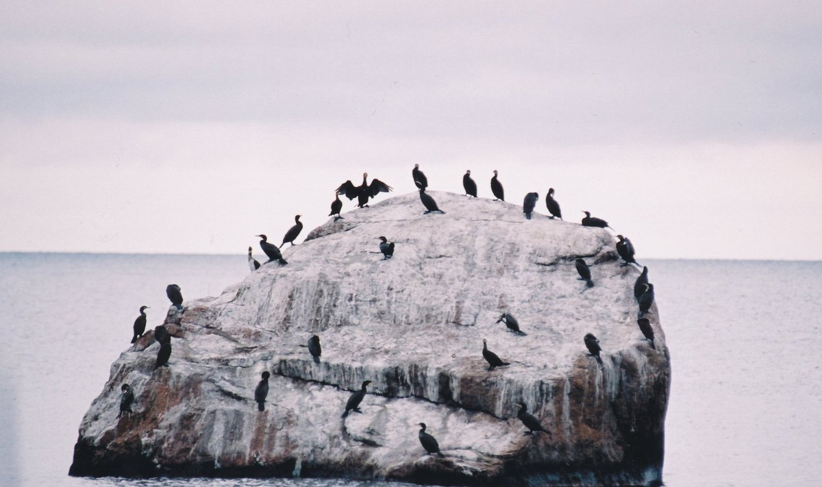 Kormoran, kormoranid