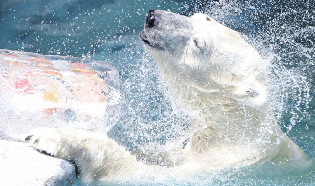 Polaarjää sulamine ohustab rängalt jääkarude elu. Foto AP