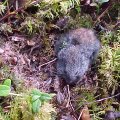 Loodushuvilise lapselapse jaoks sügavkülma pandud “hiir” tegi Eesti loodusuurimises ajalugu