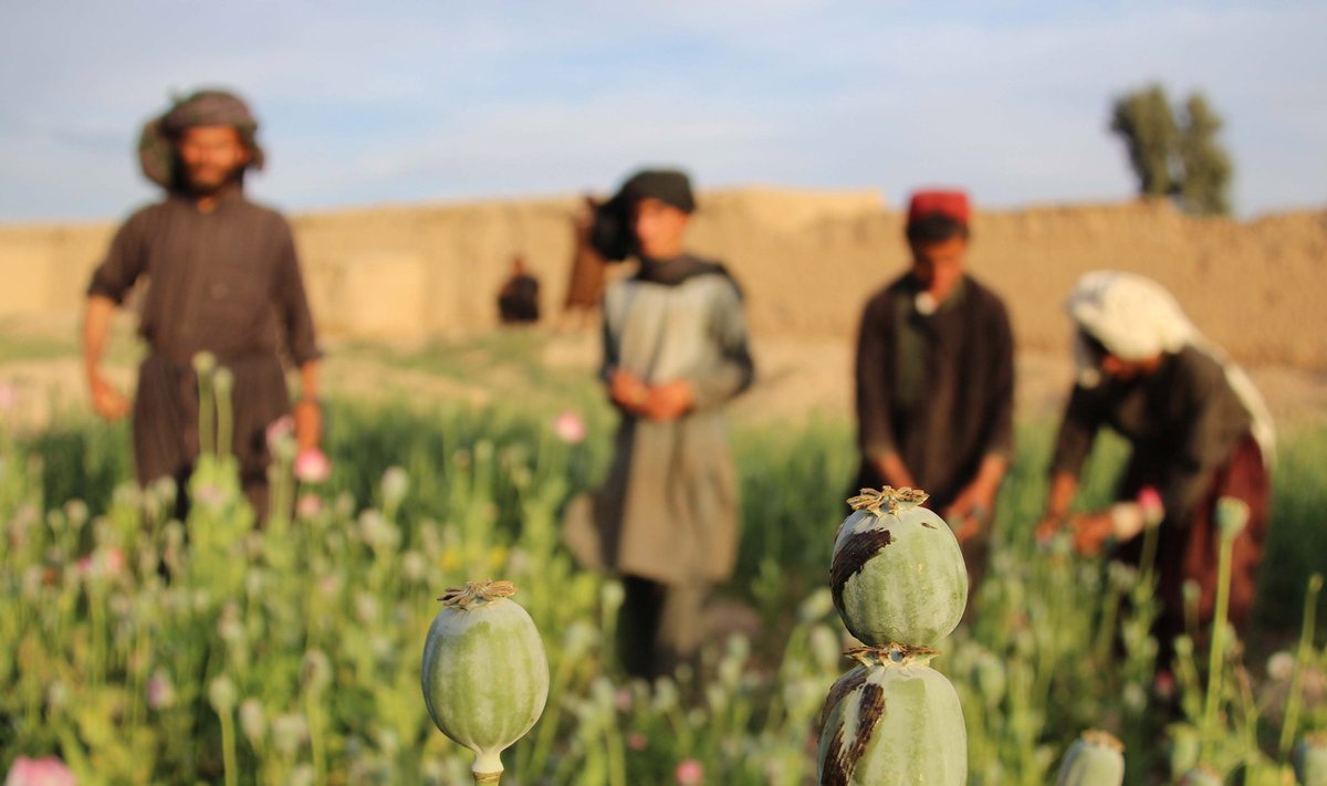 Oopiumimajandus, mis pakub põllupidajatele mitu korda kindlamat elatisallikat kui toidukasvatus.