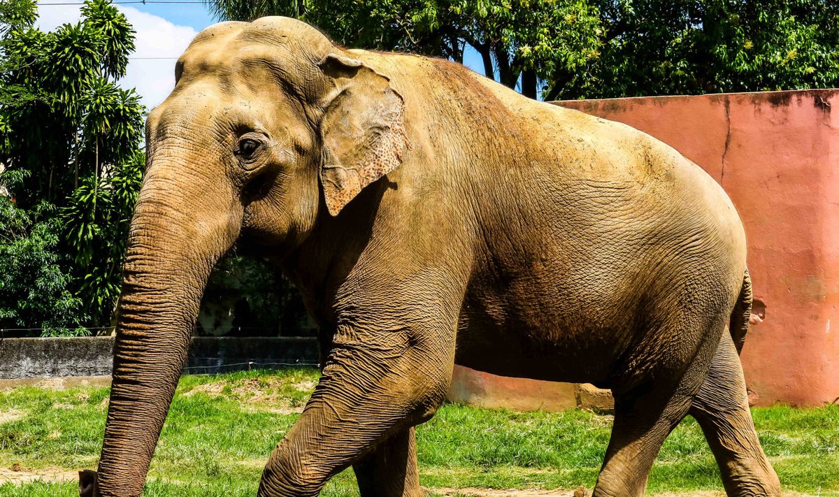 Õnneks ei kehti elevantide puhul vanasõna, et mida pikem lont, seda suurem lobasuu.