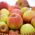 23 сентября в Таллинне пройдет Фестиваль яблок