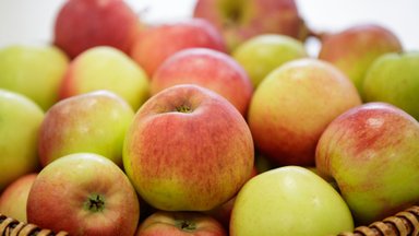 23 сентября в Таллинне пройдет Фестиваль яблок