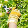 AIATARKUSTE KULLAFOND | Miks tark aednik lõikab õunapuid suvel?