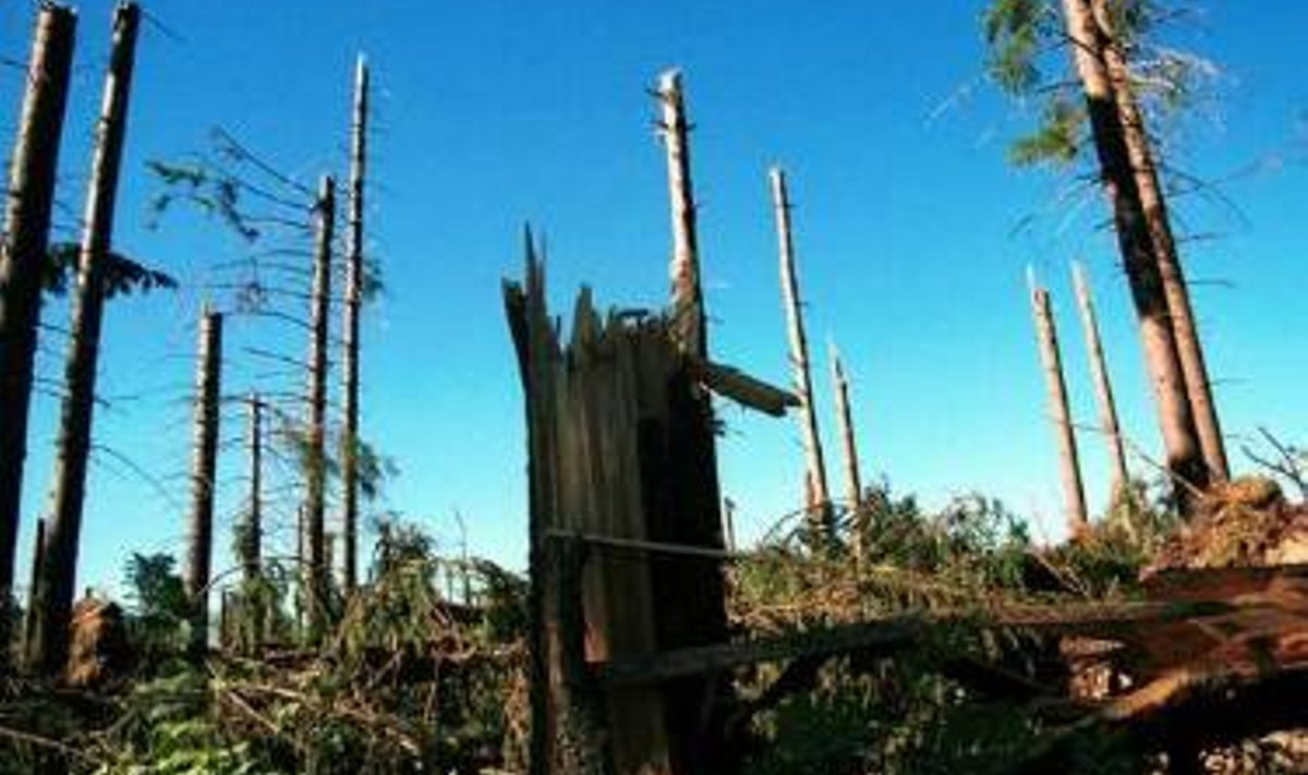 Tormis murdunud puud Lääne-Virumaal (PM/EMF)