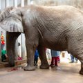 Tallinna loomaaias opereeriti Aafrika elevant Carli