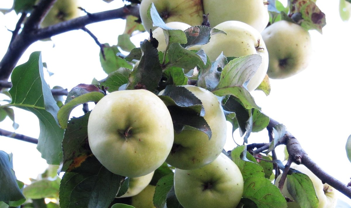 Õunapuu